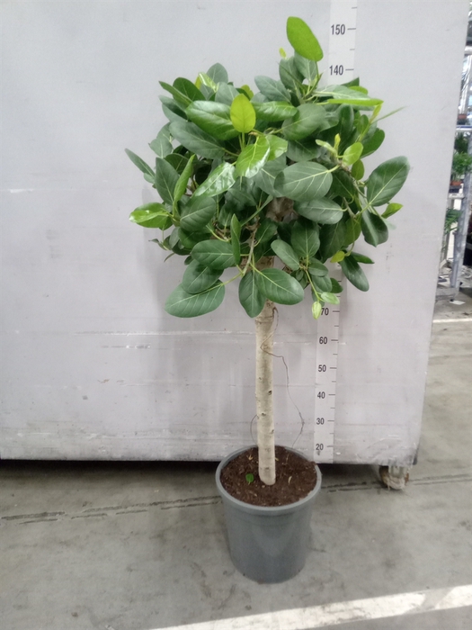 <h4>Ficus benghalensis 'Audrey'</h4>