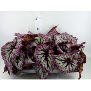 Begonia BD   ...