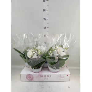 Phalaenopsis   ...white