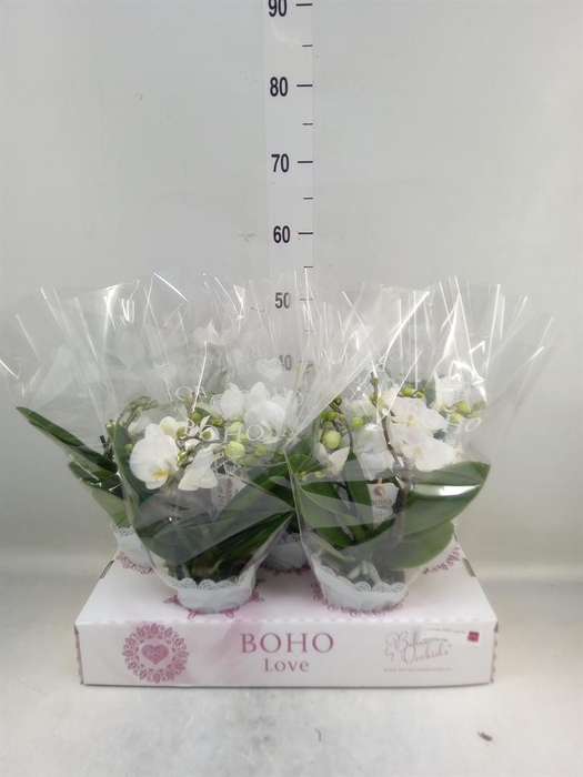 <h4>Phalaenopsis   ...white</h4>