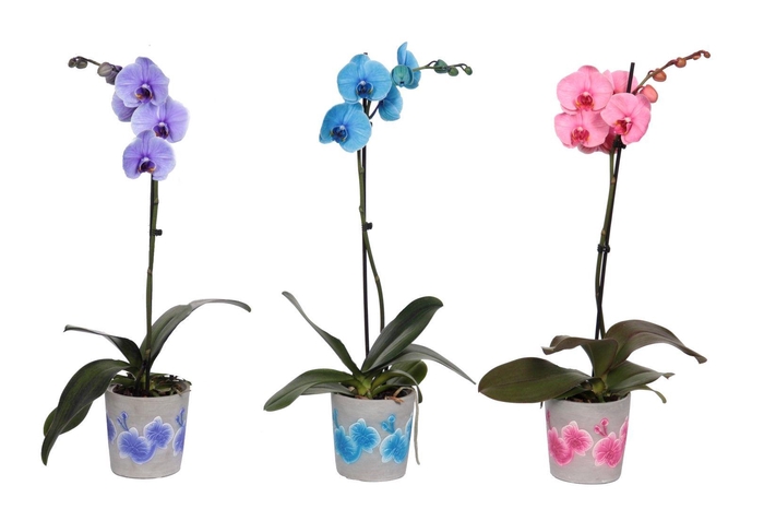 <h4>Fiore Mix Phal I Am Mix 1T9+</h4>