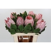 Protea Cynaroides