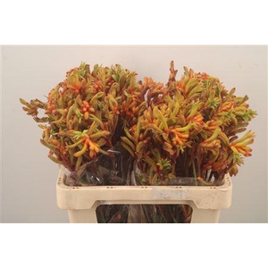 Anigoz Bush Tango Orange