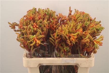<h4>Anigoz Bush Tango Orange</h4>