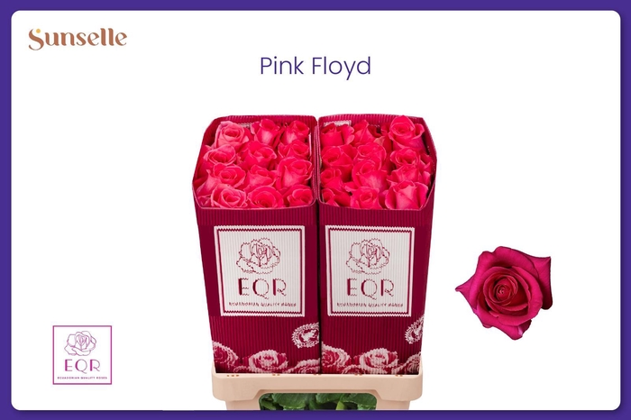 <h4>R GR PINK FLOYD!</h4>