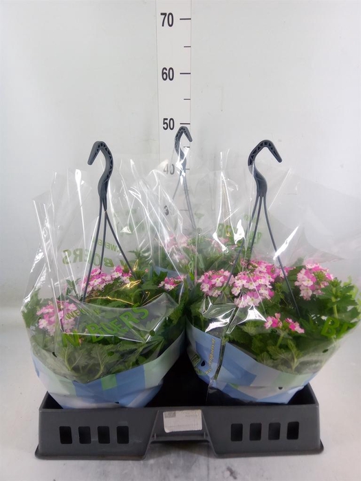 <h4>Verbena ...</h4>