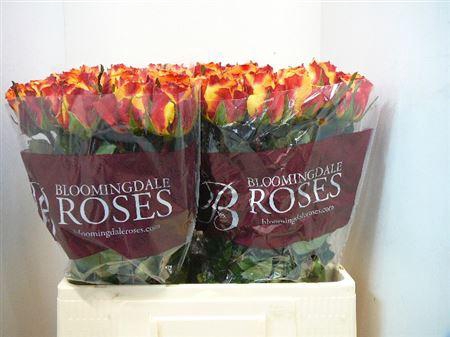 <h4>R Gr Silantoi@</h4>