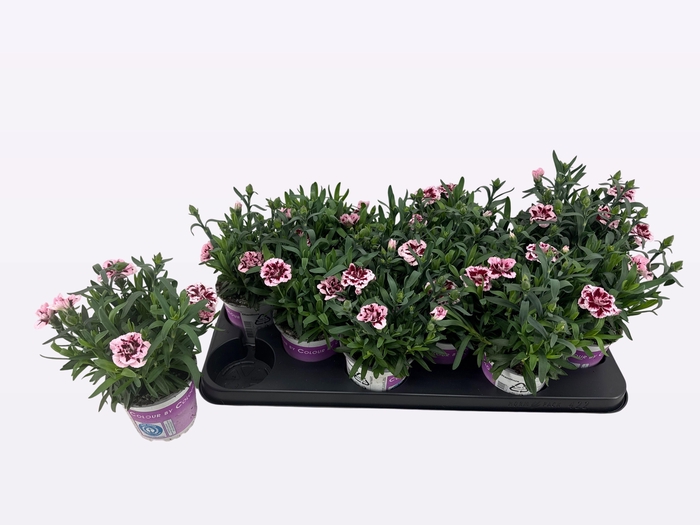 <h4>DIAN OSC PURPLE STAR</h4>