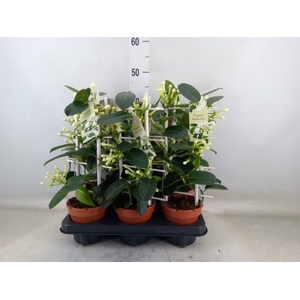 Stephanotis floribunda   ...