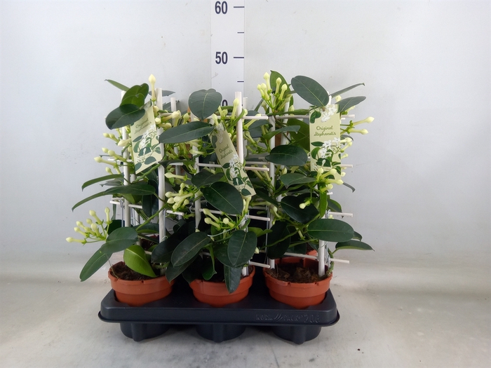 <h4>Stephanotis floribunda   ...</h4>