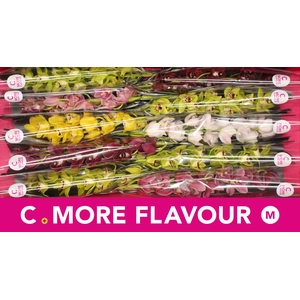 Mini cymbidium 'Mix 60 cm'