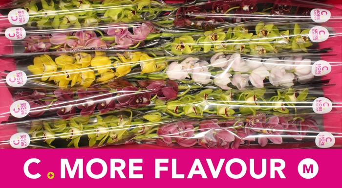 <h4>Mini cymbidium 'Mix 60 cm'</h4>