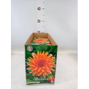 Dahlia   ...flowerbulbs