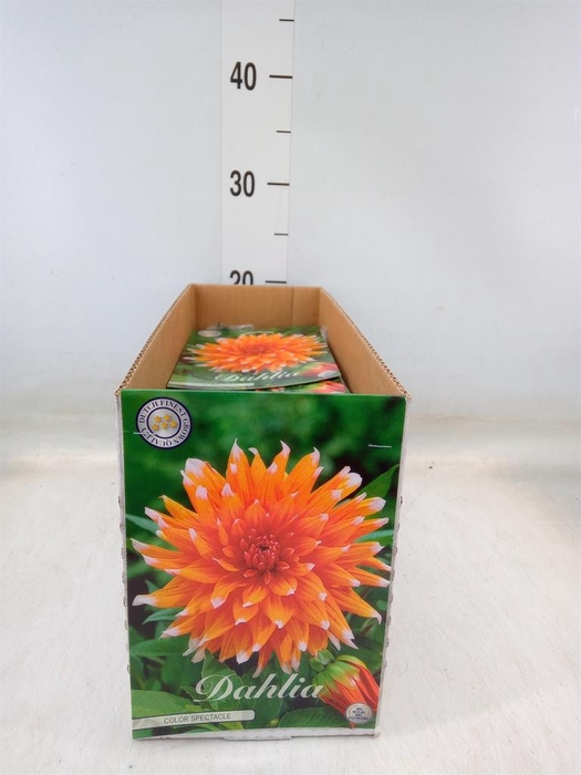 <h4>Dahlia   ...flowerbulbs</h4>