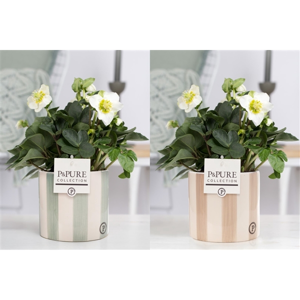 <h4>1st class Helleborus "Xmas C." in P&PURE Eline ceramics ass. 3</h4>