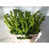 Amar Green Thumb