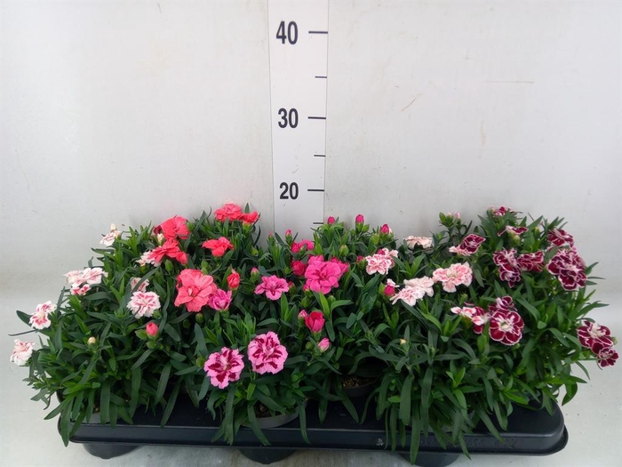<h4>Dianthus  'Oscar'   ...mix</h4>