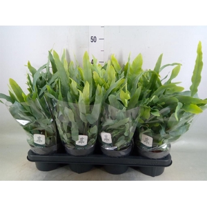 Phlebodium aureum 'Blue Star'