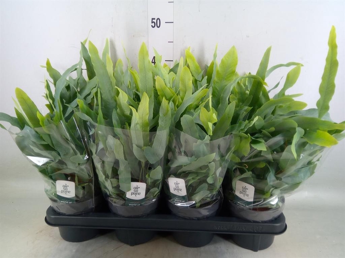 <h4>Phlebodium aureum 'Blue Star'</h4>