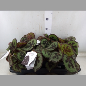 Begonia BD masoniana 'Mountain'