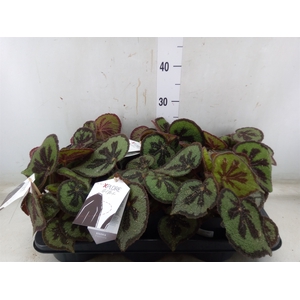 Begonia BD masoniana 'Mountain'