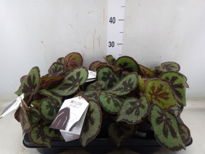 <h4>Begonia BD masoniana 'Mountain'</h4>