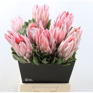 PROTEA CYNAROIDES