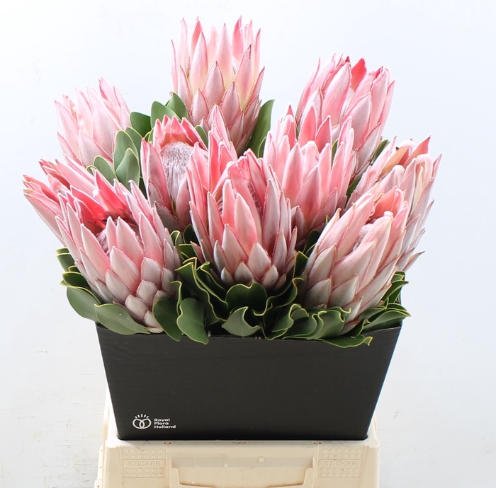 <h4>PROTEA CYNAROIDES</h4>