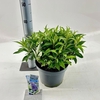 Buddleja Butterfly Candy Little Lil