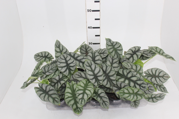 <h4>ALOCASIA SILVER DRAGON P12</h4>