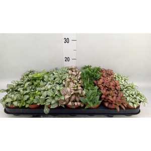 Fittonia   ...mix 7