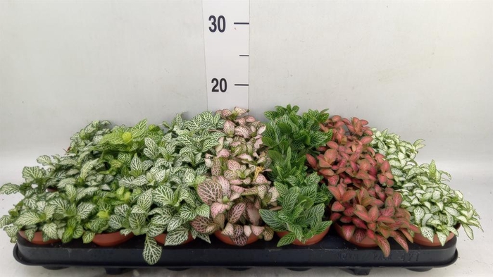 <h4>Fittonia   ...mix 7</h4>