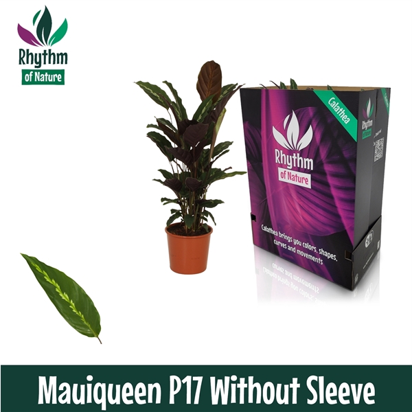 <h4>Calathea 17cm Mauiqueen Rhythm of Nature zonder hoes</h4>