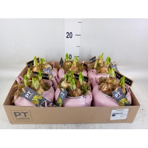 Arr.  Narcissus Tete Tete L%