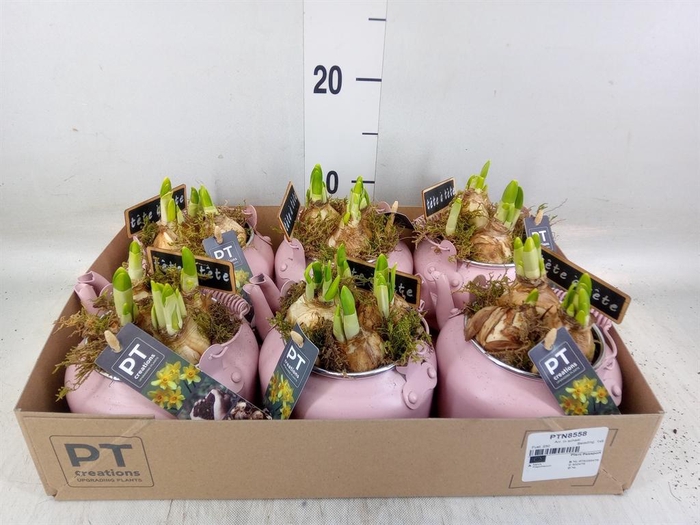 <h4>Arr. Narcissus Tete Tete L%</h4>