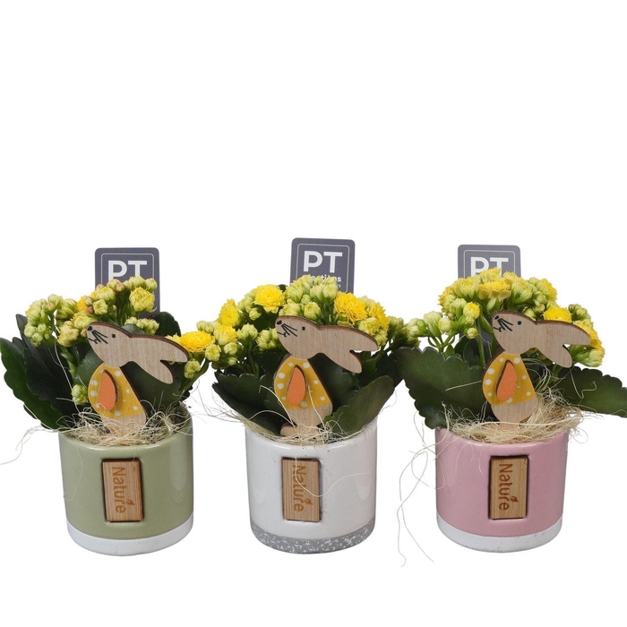 <h4>Arr. Pasen L%</h4>