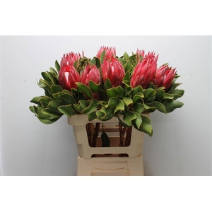 PROTEA CY MADIBA
