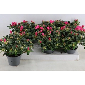 RHODO SI OV