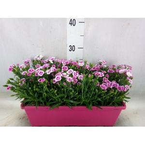 Dianthus  'Pink Kisses'