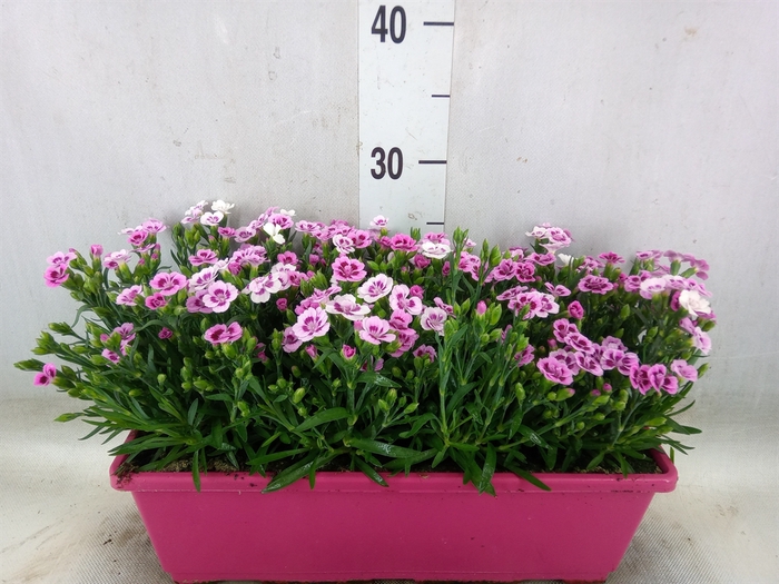 <h4>Dianthus  'Pink Kisses'</h4>