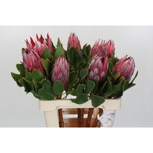 Protea Cyn. Claire