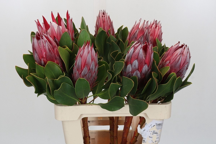 <h4>Protea Cyn. Claire</h4>