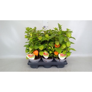 Physalis alkekengi