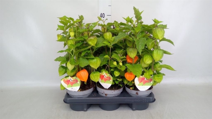 <h4>Physalis alkekengi</h4>