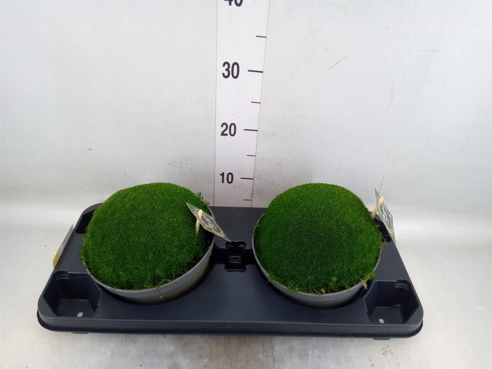 <h4>Sagina subulata</h4>