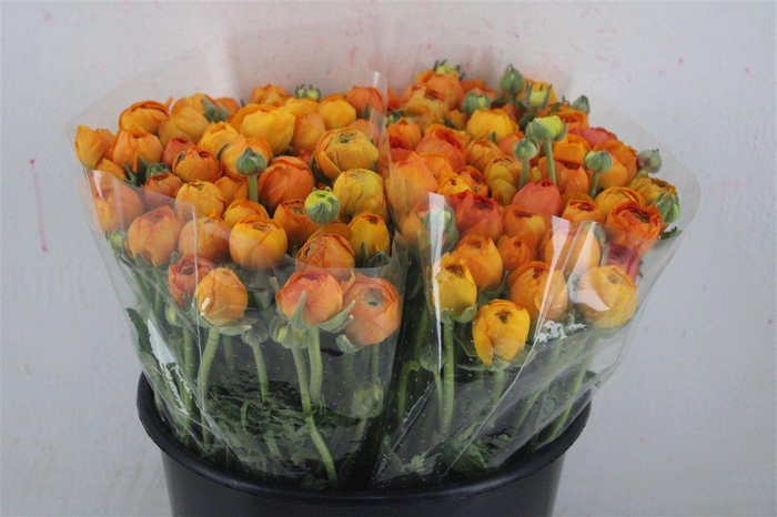 <h4>Ran Elegance Orange</h4>