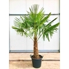Trachycarpus fortunei stam 190cm