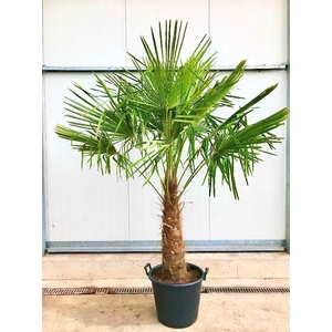 Trachycarpus fortunei stam 190cm