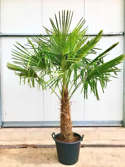 Trachycarpus fortunei stam 190cm