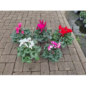 ACTIE Cyclamen super serie 13cm diverse kleuren
